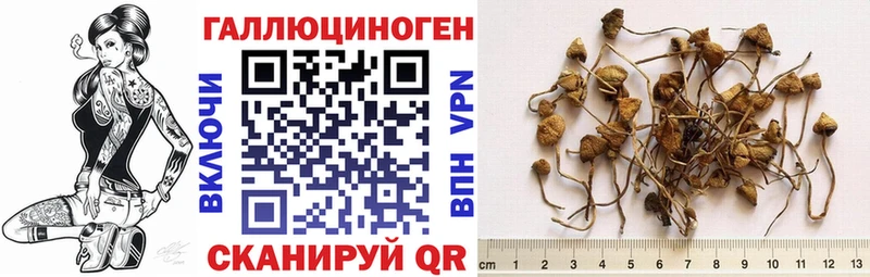 Псилоцибиновые грибы Psilocybe  Купить закладки  Нефтекумск 